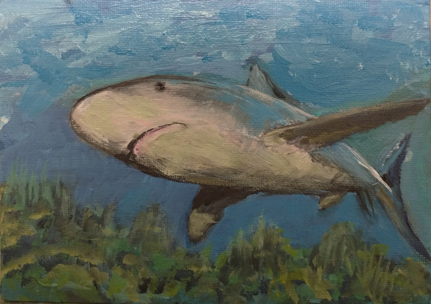Shark